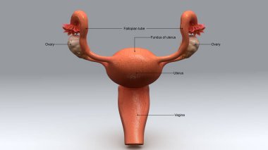 kadın uterus anatomisi