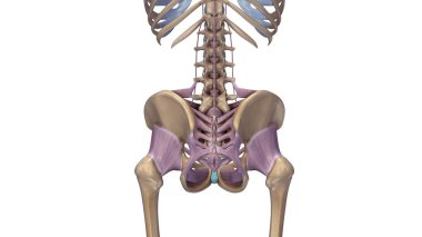 Skeleton hip illustration clipart