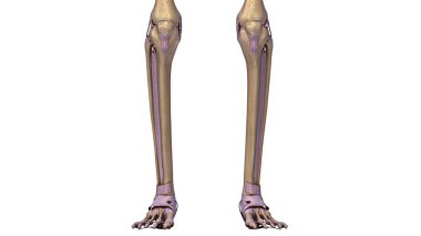 3d Skeleton legs clipart