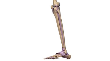 3d Skeleton leg clipart