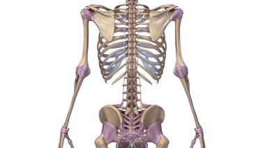Ligament illüstrasyon iskelet