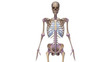 Ligament illüstrasyon iskelet
