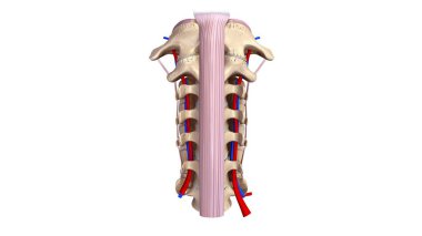 Cervicle vertebrae 3d clipart