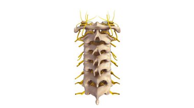 Cervicle omurga 3d