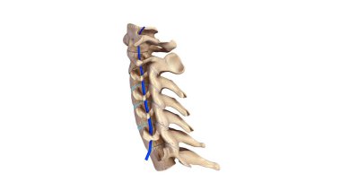 Cervicle omurga 3d