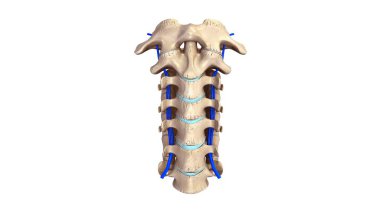 Cervicle omurga 3d