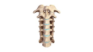 Cervicle omurga 3d