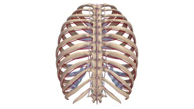 Kaburga Ligments ve sinirler ile
