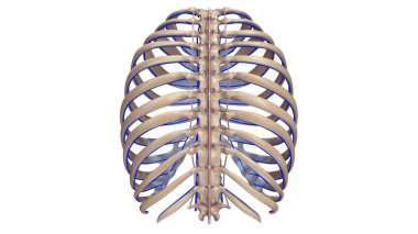 Kaburga Ligments ve sinirler ile