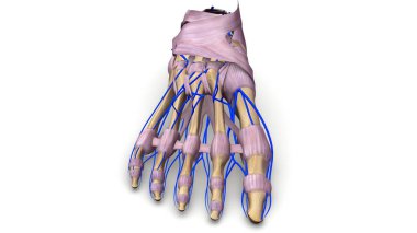 Ayak kemik 3d çizim