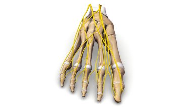 Ayak kemik 3d çizim