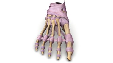 Ayak kemik 3d çizim