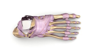 Ayak kemik 3d çizim