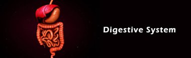 İnsan sindirim sistemi