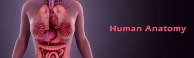 insan anatomisi illüstrasyon