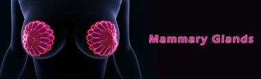 human mammary glands clipart