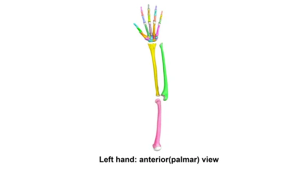 Mão esquerda anterior (palmer ) — Fotografia de Stock