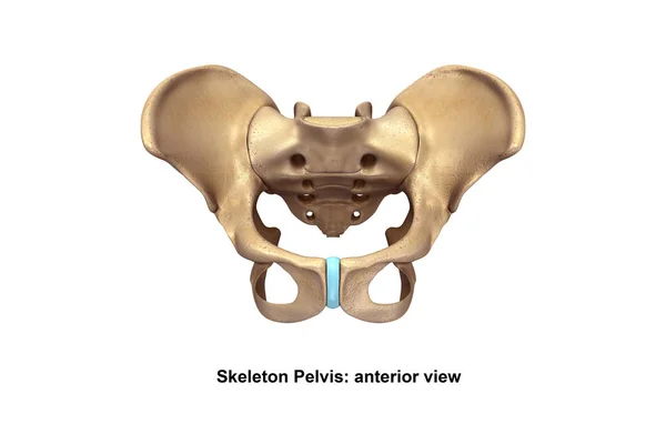 İskelet Pelvis illüstrasyon