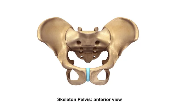 Esqueleto Pelvis ilustración — Foto de Stock