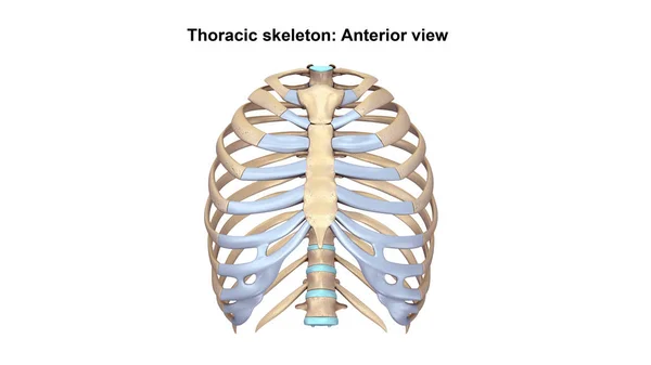 Esqueleto torácico Vista lateral — Fotografia de Stock