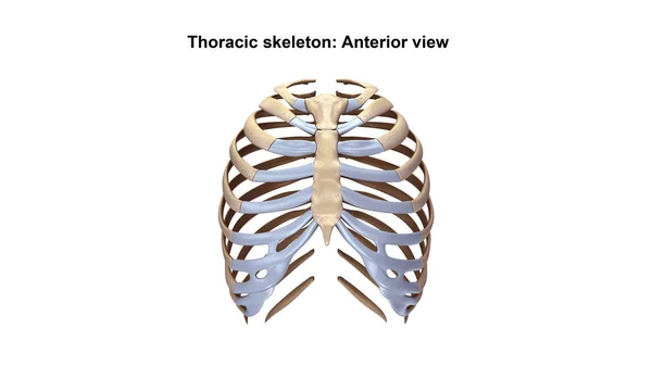 Klatki piersiowej szkielet bocznym widokiem — Zdjęcie stockowe
