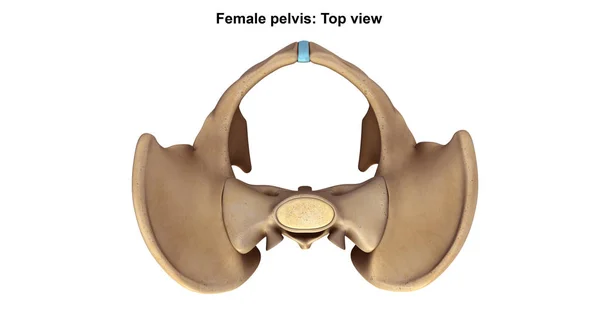 İskelet Pelvis illüstrasyon — Stok fotoğraf