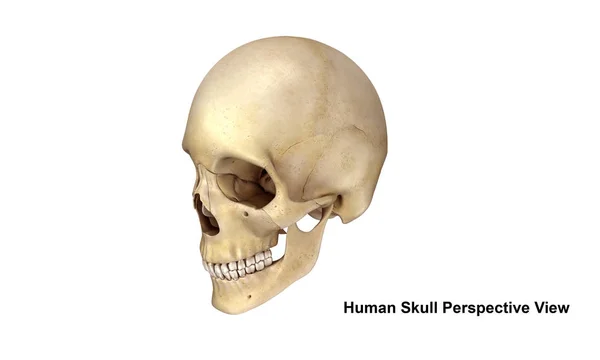 Перегляд людського черепа — стокове фото