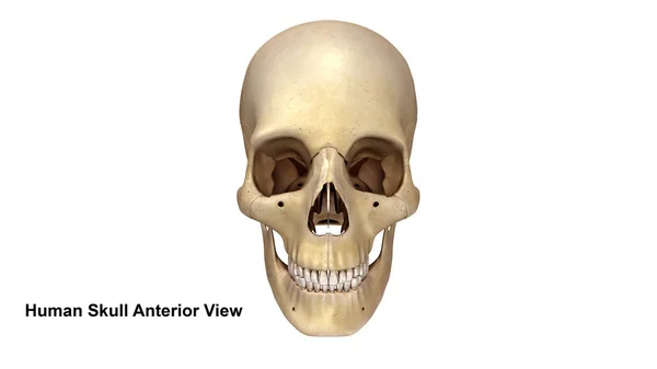 Vista del cráneo humano — Foto de Stock