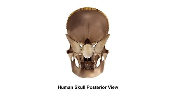 Human skull view — Stock Photo, Image