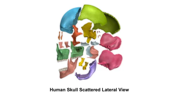 人类的头颅骨视图 — 图库照片