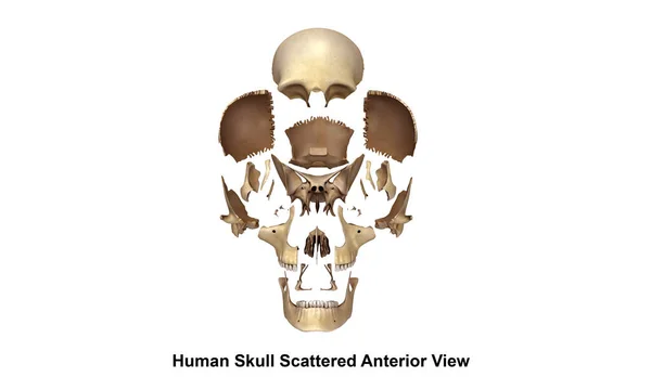 Vista cranio umano — Foto Stock