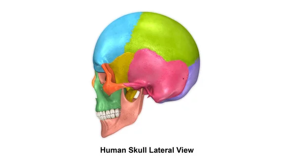 人类的头颅骨视图 — 图库照片