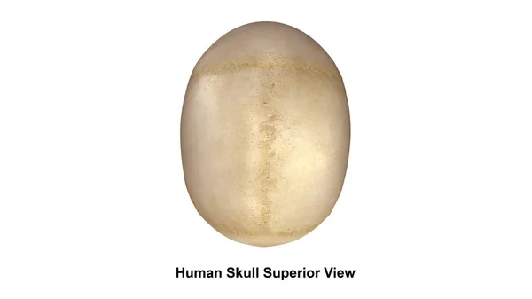 İnsan kafatası görünümü — Stok fotoğraf