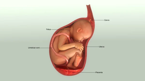 女性の胎内で赤ちゃん — ストック写真