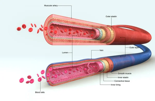 Illustration der Blutgefäße — Stockfoto