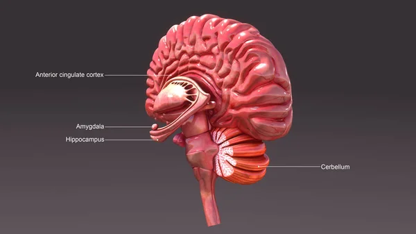 Mänsklig hjärnanatomi — Stockfoto