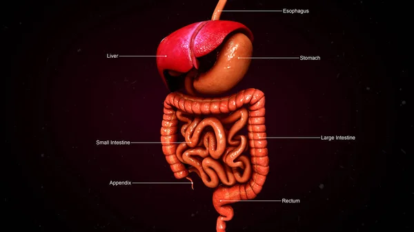 Sistema digestivo humano — Fotografia de Stock