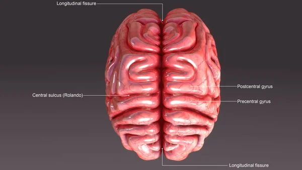 Anatomia del cervello umano — Foto Stock