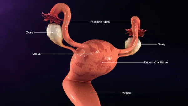 Anatomie der weiblichen Gebärmutter — Stockfoto