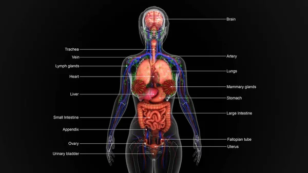 Anatomía humana ilustración — Foto de Stock