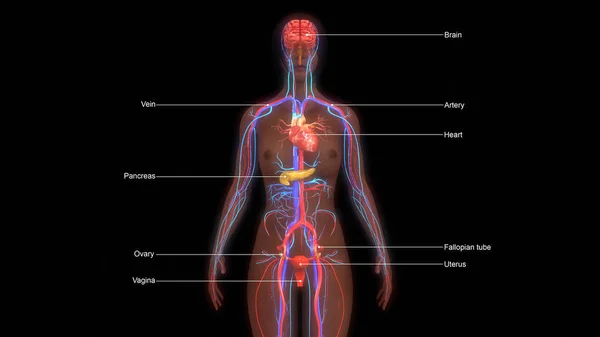 Insan anatomisi illüstrasyon — Stok fotoğraf