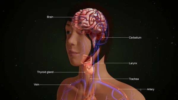 人脑解剖 — 图库照片