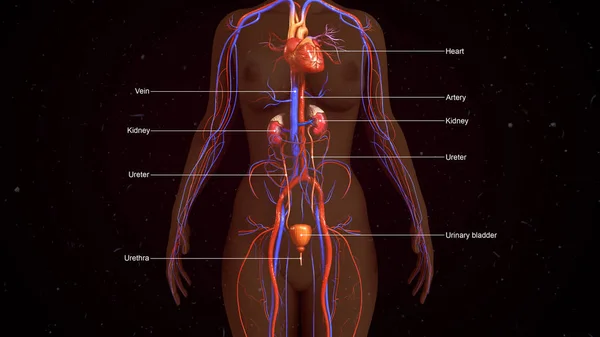 人体排泄系统 — 图库照片