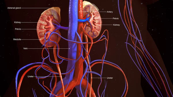 Ανθρώπινα νεφρά, ανθρώπινη ανατομία — Φωτογραφία Αρχείου