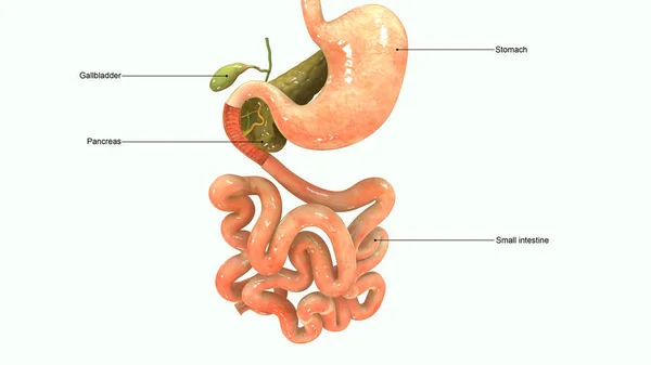 Bauchspeicheldrüse 3D Illustration — Stockfoto