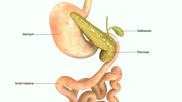 Pancreas 3d illustration — Stock Photo, Image