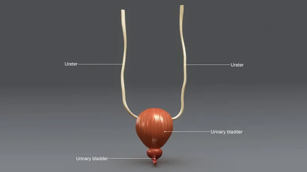 Anatomia della vescica urinaria — Foto Stock