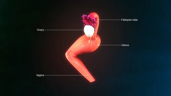 여성 자 궁의 해부학 — 스톡 사진