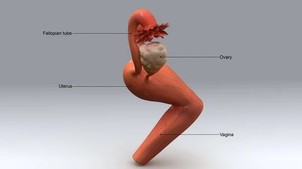 Anatomia do útero feminino — Fotografia de Stock