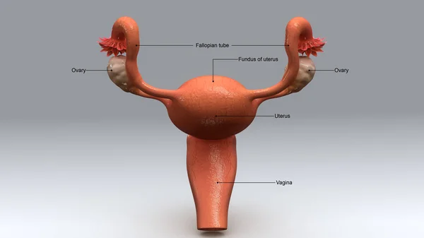 Female Uterus anatomy — Stock Photo, Image